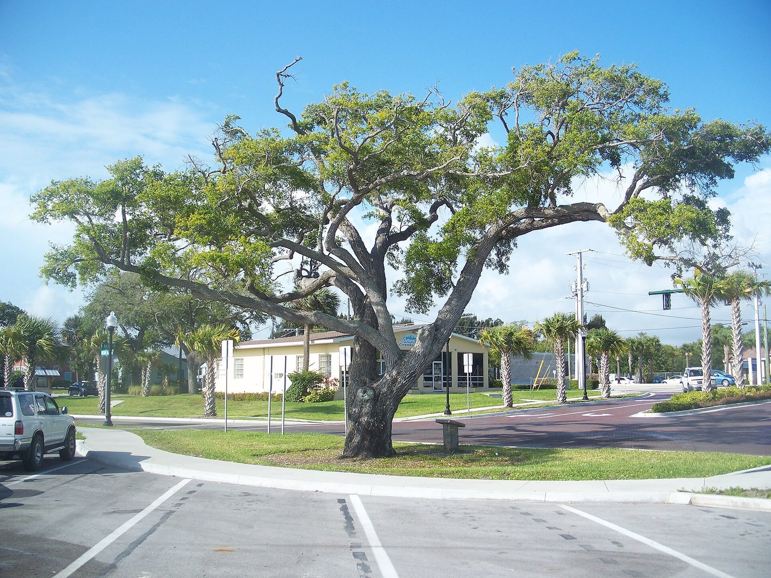 Sebastian Florida East Historic District Hardee Oak